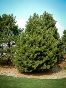 Сосна Чёрная (Pinus Nigra) купить по цене от 270.00р. в интернет-магазине «Посадика» с доставкой почтой в в Суздалье и по всей России – [изображение №1].