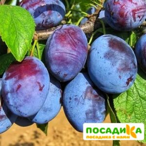 Слива Чачакская ранняя купить по цене от 229.00р. в интернет-магазине «Посадика» с доставкой почтой в в Суздалье и по всей России – [изображение №1].