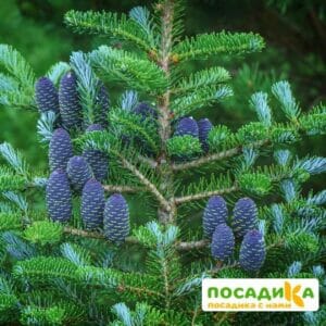 Пихта корейская (Abies koreana) купить по цене от 450.00р. в интернет-магазине «Посадика» с доставкой почтой в в Суздалье и по всей России – [изображение №1].