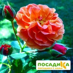 Роза Арабия купить по цене от 350.00р. в интернет-магазине «Посадика» с доставкой почтой в в Суздалье и по всей России – [изображение №1].