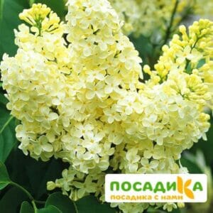 Сирень Примроуз (Primrose) купить по цене от 529.00р. в интернет-магазине «Посадика» с доставкой почтой в в Суздалье и по всей России – [изображение №1].