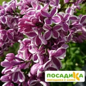 Сирень Сенсация купить по цене от 529.00р. в интернет-магазине «Посадика» с доставкой почтой в в Суздалье и по всей России – [изображение №1].