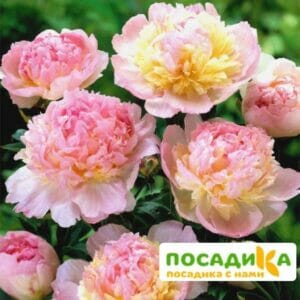 Пион Распберри Сандей (Paeonia Raspberry Sundae) купить по цене от 959р. в интернет-магазине «Посадика» с доставкой почтой в в Суздалье и по всей России – [изображение №1].