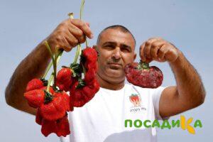 Клубника Гигант Джорнея купить по цене от 266р. в интернет-магазине «Посадика» с доставкой почтой в в Суздалье и по всей России – [изображение №1].