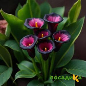 Калла Аура Лейс купить по цене от 400р. в интернет-магазине «Посадика» с доставкой почтой в в Суздалье и по всей России – [изображение №1].