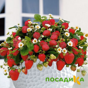 Клубника Рубиновый Шепот (горшечная) купить по цене от 240р. в интернет-магазине «Посадика» с доставкой почтой в в Суздалье и по всей России – [изображение №1].