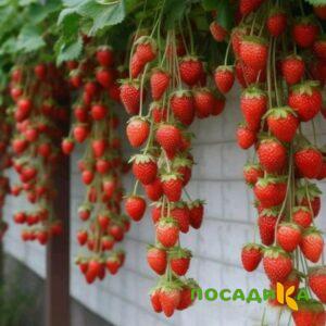 Клубника вьющаяся Комплимент купить по цене от 470р. в интернет-магазине «Посадика» с доставкой почтой в в Суздалье и по всей России – [изображение №1].