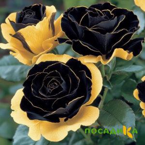 Роза Ханни Сикл купить по цене от 700р. в интернет-магазине «Посадика» с доставкой почтой в в Суздалье и по всей России – [изображение №1].