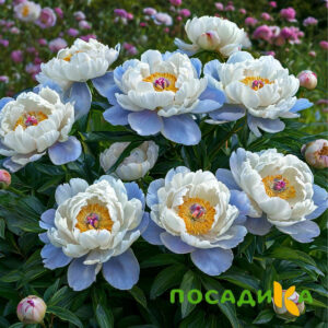 Пион акварельный Этюд купить по цене от 806р. в интернет-магазине «Посадика» с доставкой почтой в в Суздалье и по всей России – [изображение №1].