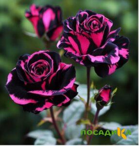 Роза Багровый Шепот купить по цене от 366р. в интернет-магазине «Посадика» с доставкой почтой в в Суздалье и по всей России – [изображение №1].