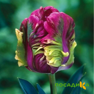 Тюльпан Экзотик Хэвен купить по цене от 186р. в интернет-магазине «Посадика» с доставкой почтой в в Суздалье и по всей России – [изображение №1].