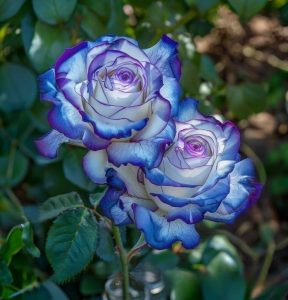 Роза Пэтолз Хоуп купить по цене от 333р. в интернет-магазине «Посадика» с доставкой почтой в в Суздалье и по всей России – [изображение №1].