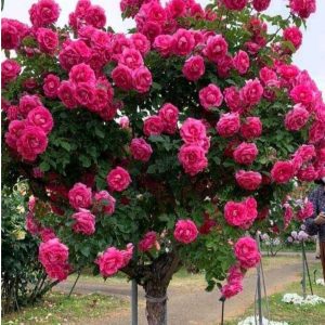 Роза Версаля купить по цене от 232р. в интернет-магазине «Посадика» с доставкой почтой в в Суздалье и по всей России – [изображение №1].