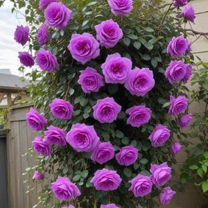 Роза Мистик Уайт купить по цене от 620р. в интернет-магазине «Посадика» с доставкой почтой в в Суздалье и по всей России – [изображение №1].