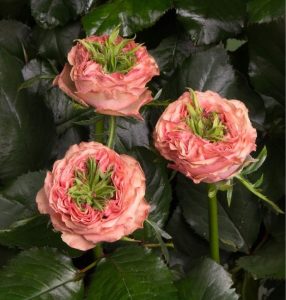 Роза Амбер Инчант купить по цене от 495р. в интернет-магазине «Посадика» с доставкой почтой в в Суздалье и по всей России – [изображение №1].