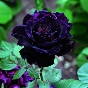 Роза Блэк Пантер купить по цене от 319р. в интернет-магазине «Посадика» с доставкой почтой в в Суздалье и по всей России – [изображение №1].