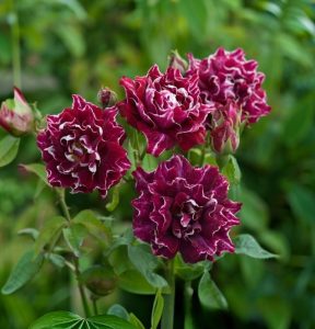 Роза Опаловый Пейзаж купить по цене от 490р. в интернет-магазине «Посадика» с доставкой почтой в в Суздалье и по всей России – [изображение №1].