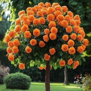 Роза Солнечный Шарм купить по цене от 349р. в интернет-магазине «Посадика» с доставкой почтой в в Суздалье и по всей России – [изображение №1].