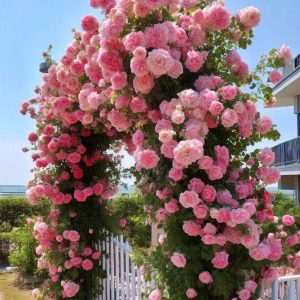 Роза Пастель Розе купить по цене от 605р. в интернет-магазине «Посадика» с доставкой почтой в в Суздалье и по всей России – [изображение №1].