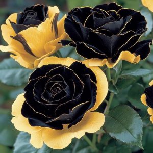 Роза Ханни Сикл купить по цене от 700р. в интернет-магазине «Посадика» с доставкой почтой в в Суздалье и по всей России – [изображение №1].