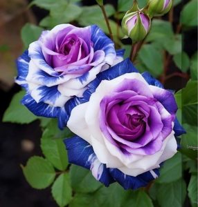 Роза Айвори Каскад купить по цене от 420р. в интернет-магазине «Посадика» с доставкой почтой в в Суздалье и по всей России – [изображение №1].