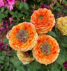 Роза Золотой Мираж купить по цене от 420р. в интернет-магазине «Посадика» с доставкой почтой в в Суздалье и по всей России – [изображение №1].