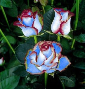 Роза Сафайер Пэтл купить по цене от 450р. в интернет-магазине «Посадика» с доставкой почтой в в Суздалье и по всей России – [изображение №1].