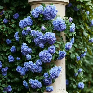 Роза плетистая Блю Перпл купить по цене от 540р. в интернет-магазине «Посадика» с доставкой почтой в в Суздалье и по всей России – [изображение №1].